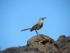 Mimus patagonicus