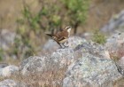 Cinclodes albiventris