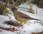 Turdus falcklandii