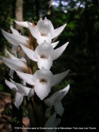 Pteroglossa roseoalba