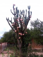 Cereus forbesii