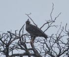 Buteogallus coronatus