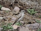 Muscisaxicola cinereus