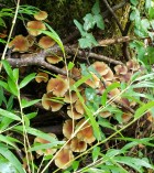 Nematoloma frowardii