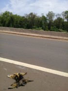 Tamandua tetradactyla