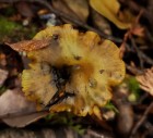 Hygrocybe conica