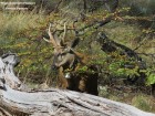 Hippocamelus bisulcus