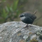 Scytalopus superciliaris