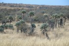 Trithrinax campestris