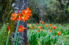 Hippeastrum aglaiae