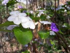Brunfelsia australis