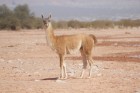 Lama guanicoe