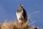 Geranoaetus melanoleucus