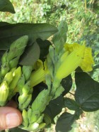 Adenocalymma paulistarum