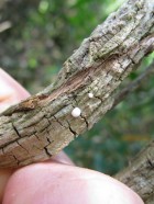 Marsdenia macrophylla