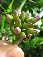 Marsdenia macrophylla