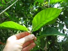 Marsdenia macrophylla