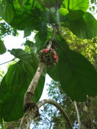 Marsdenia macrophylla