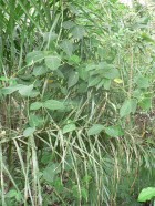 Oxypetalum appendiculatum