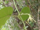 Oxypetalum appendiculatum