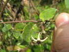 Oxypetalum balansae