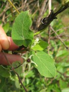 Oxypetalum balansae