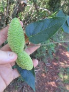 Oxypetalum wightianum