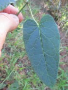 Oxypetalum wightianum