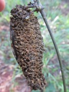 Oxypetalum wightianum