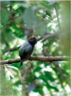 Chiroxiphia boliviana