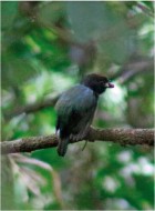 Chiroxiphia boliviana