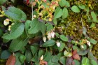Gaultheria nubigena