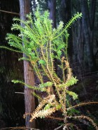 Fitzroya cupressoides