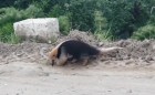 Tamandua tetradactyla