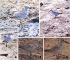 Calidris canutus