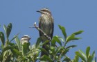 Myiodynastes maculatus