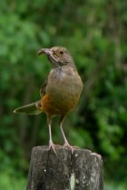 Turdus rufiventris
