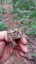 Ceratophrys cranwelli