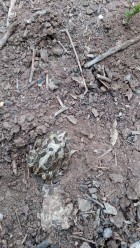 Ceratophrys cranwelli