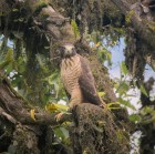 Rupornis magnirostris