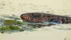 Salvator rufescens