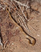 Galvarinus chilensis