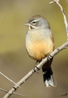 Poospizopsis hypochondria