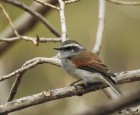 Ochthoeca leucophrys