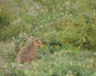 Lepus europaeus