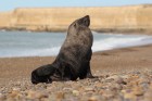 Arctocephalus australis