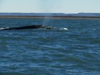 Eubalaena australis