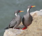 Phalacrocorax gaimardi