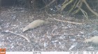 Galictis cuja