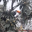 Ramphastos toco